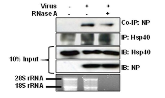 RNase A treatment partially affects the interaction between NP and Hsp40.jpg